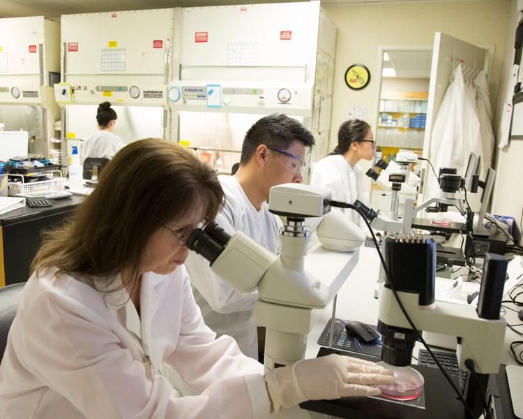 300万美元的拨款更新推动了PCC的凯克生物技术项目的干细胞研究